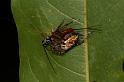 Araneus_eburnus_D7712_Z_88_The Gap_Australie